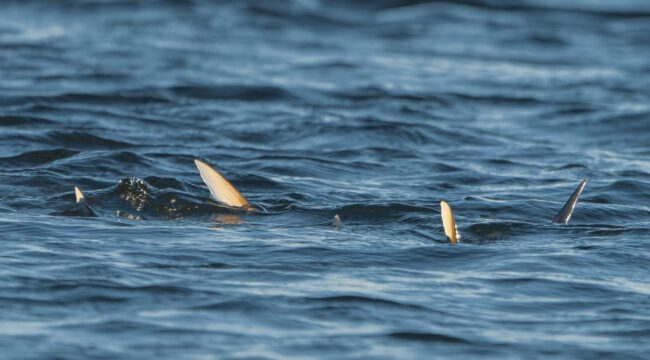 Biscayne Bay Permit Fly Fishing Guide 1