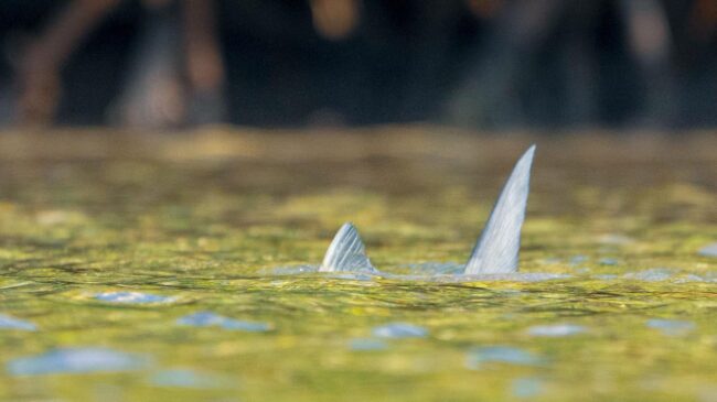 Biscayne Bay Bonefish Fly Fishing Guide 22