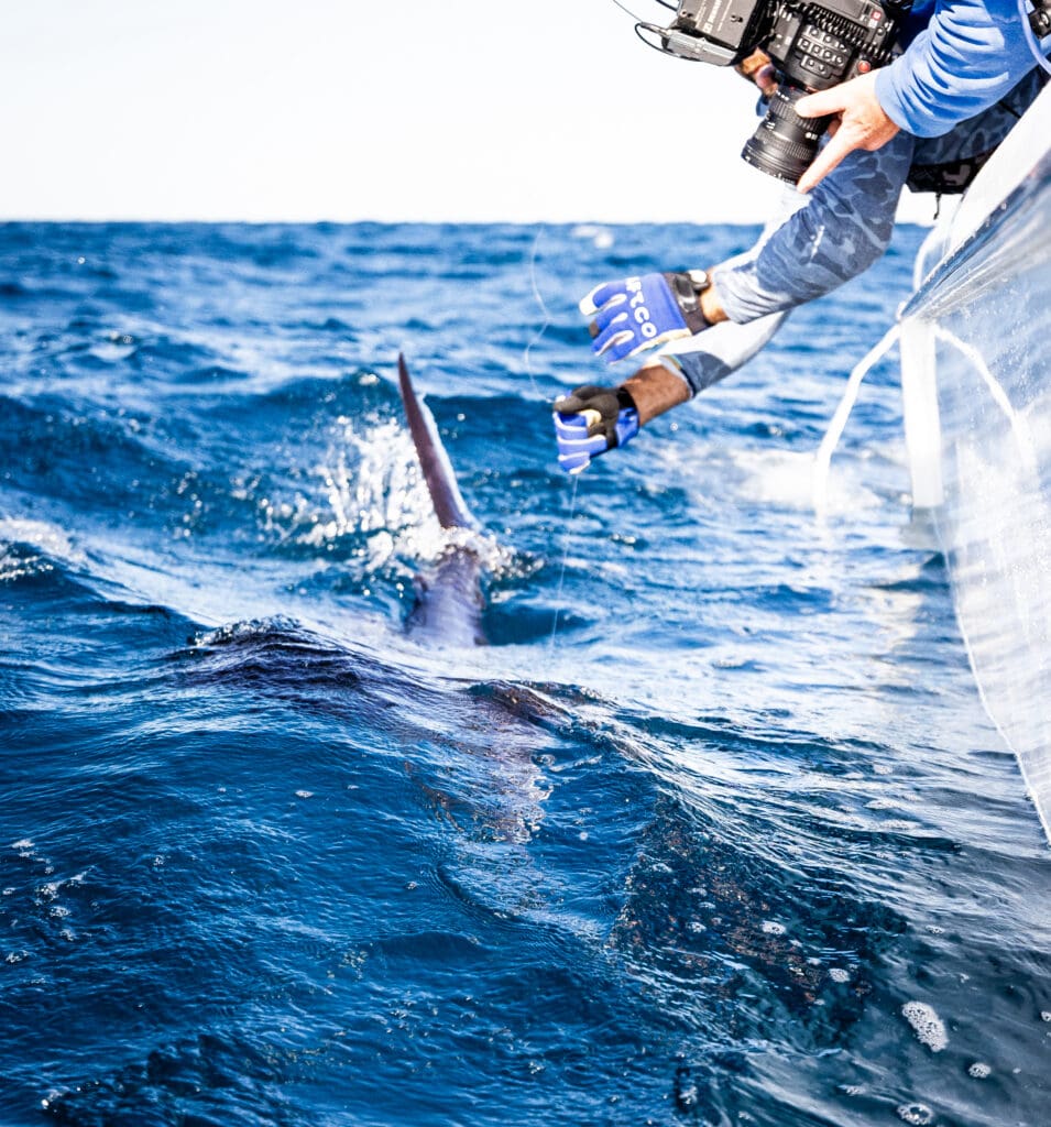 South Florida Sail Fish